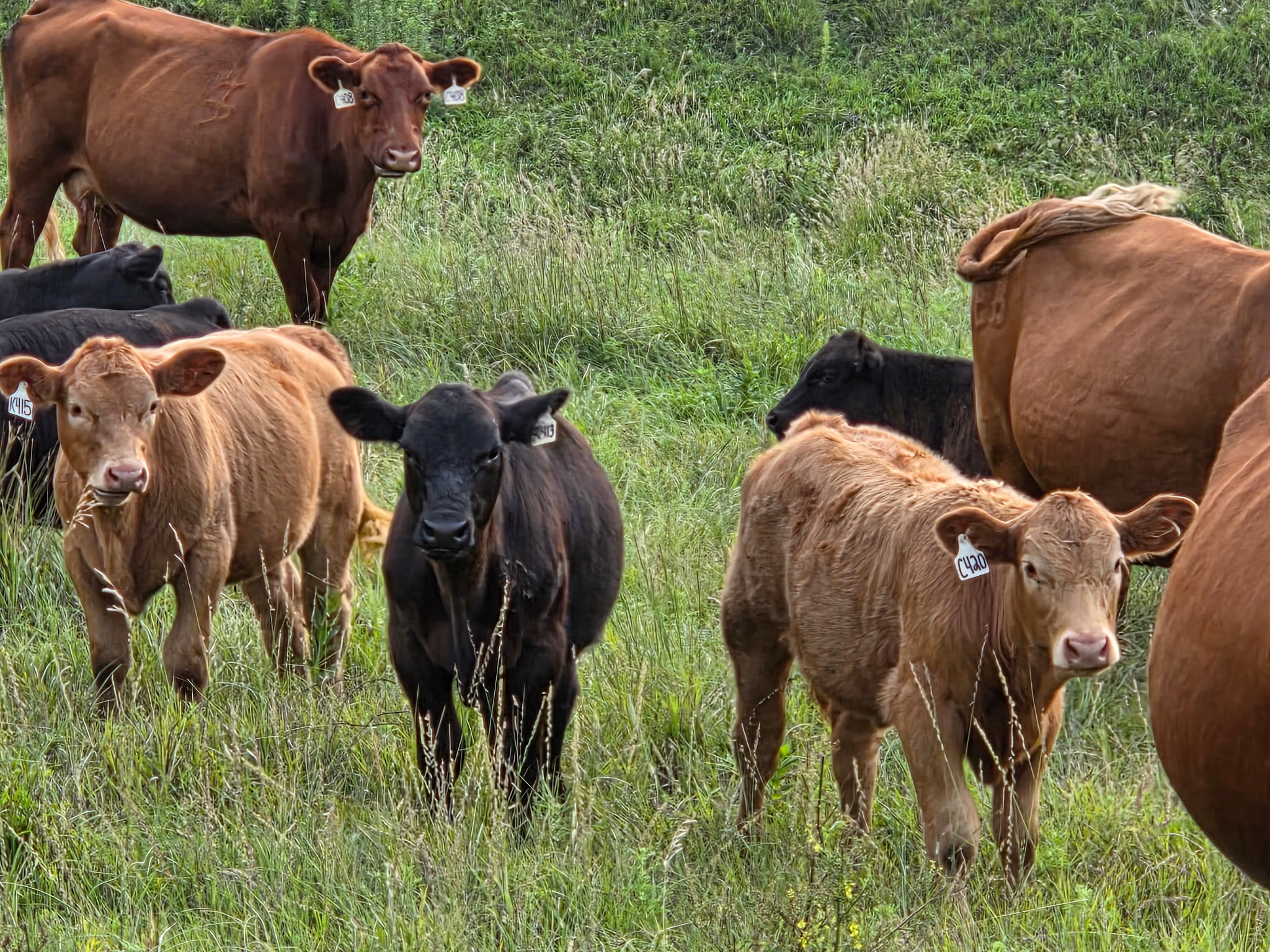 Herd consulting