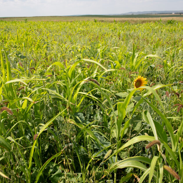 Green cover crop growing across rolling farmland