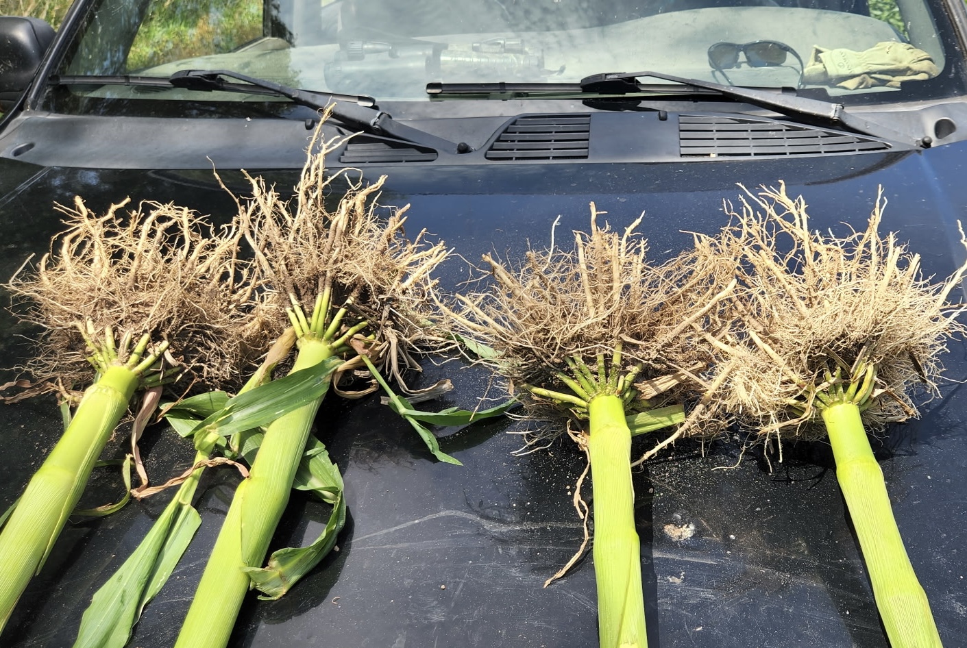 Tall, healthy sorghum crop in a Nebraska field
