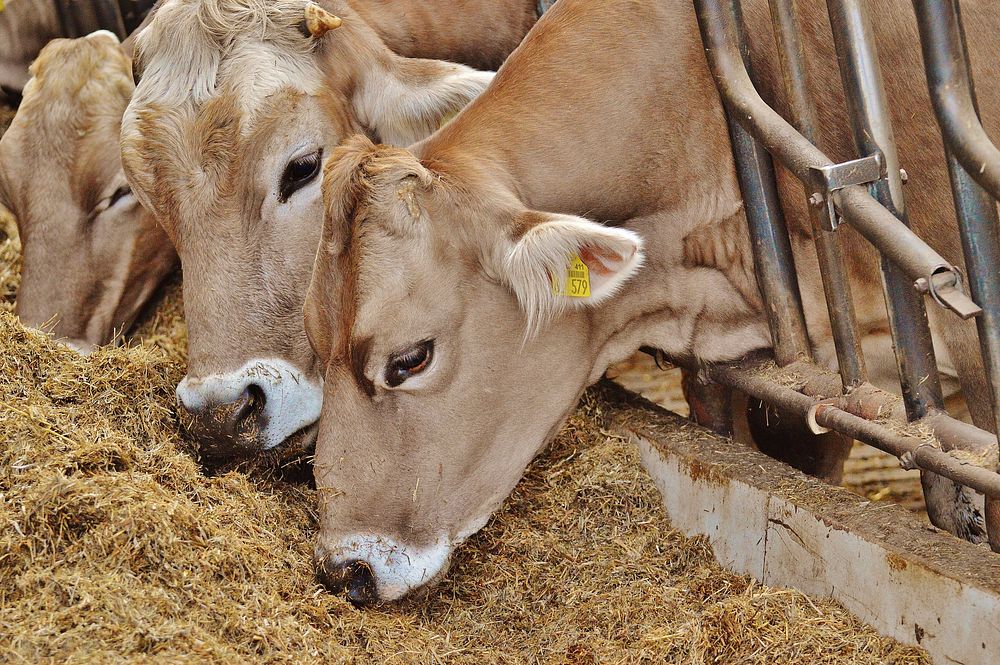 Feed blends