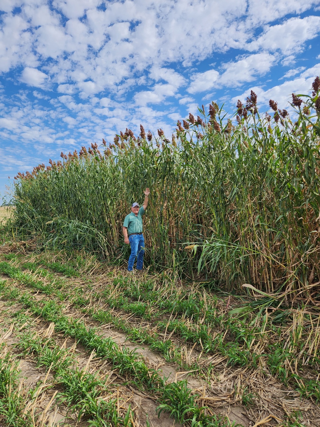 Lush hay and forage field in Nebraska