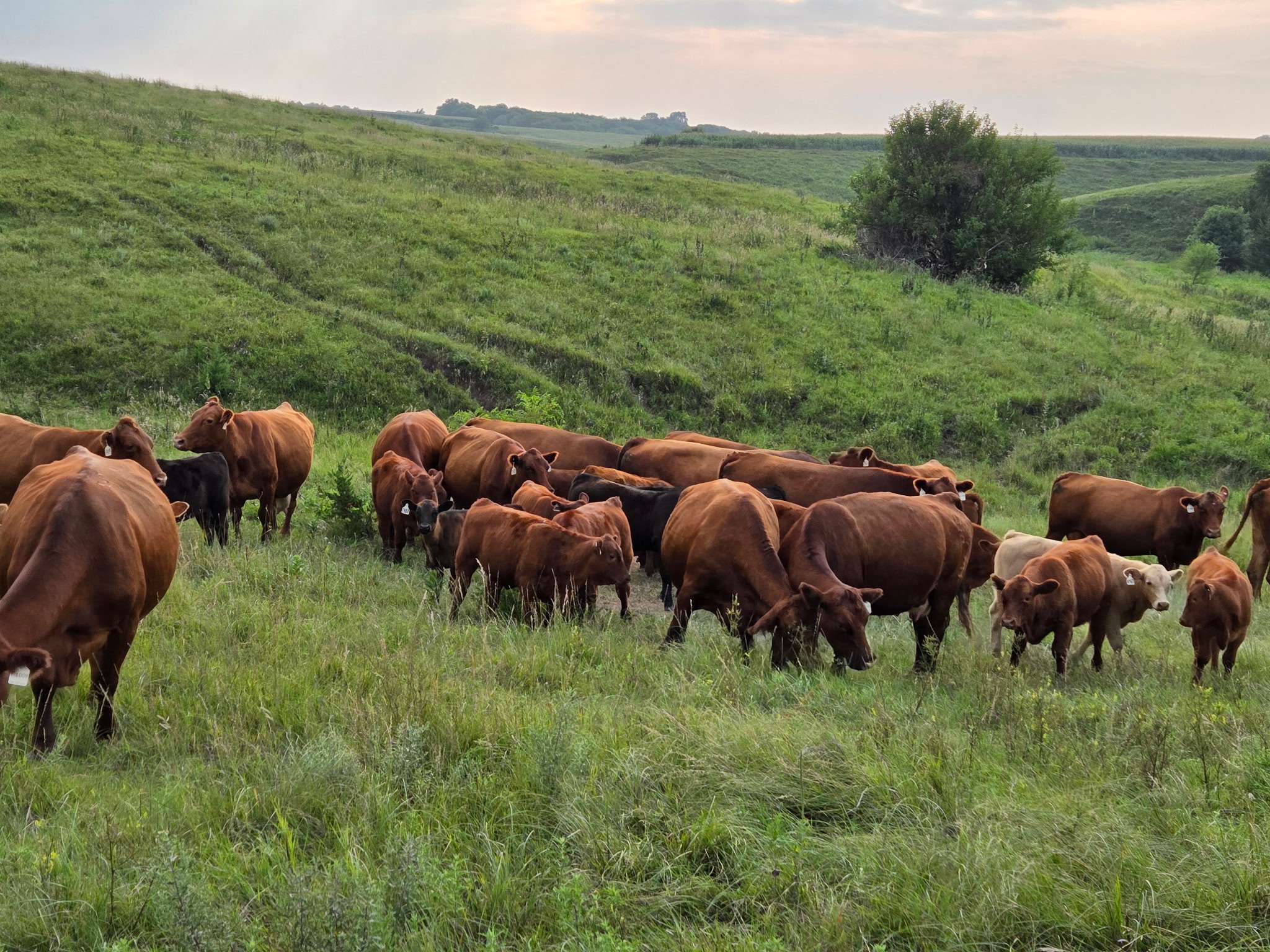 River Junction cattle grazing in Nebraska pasture